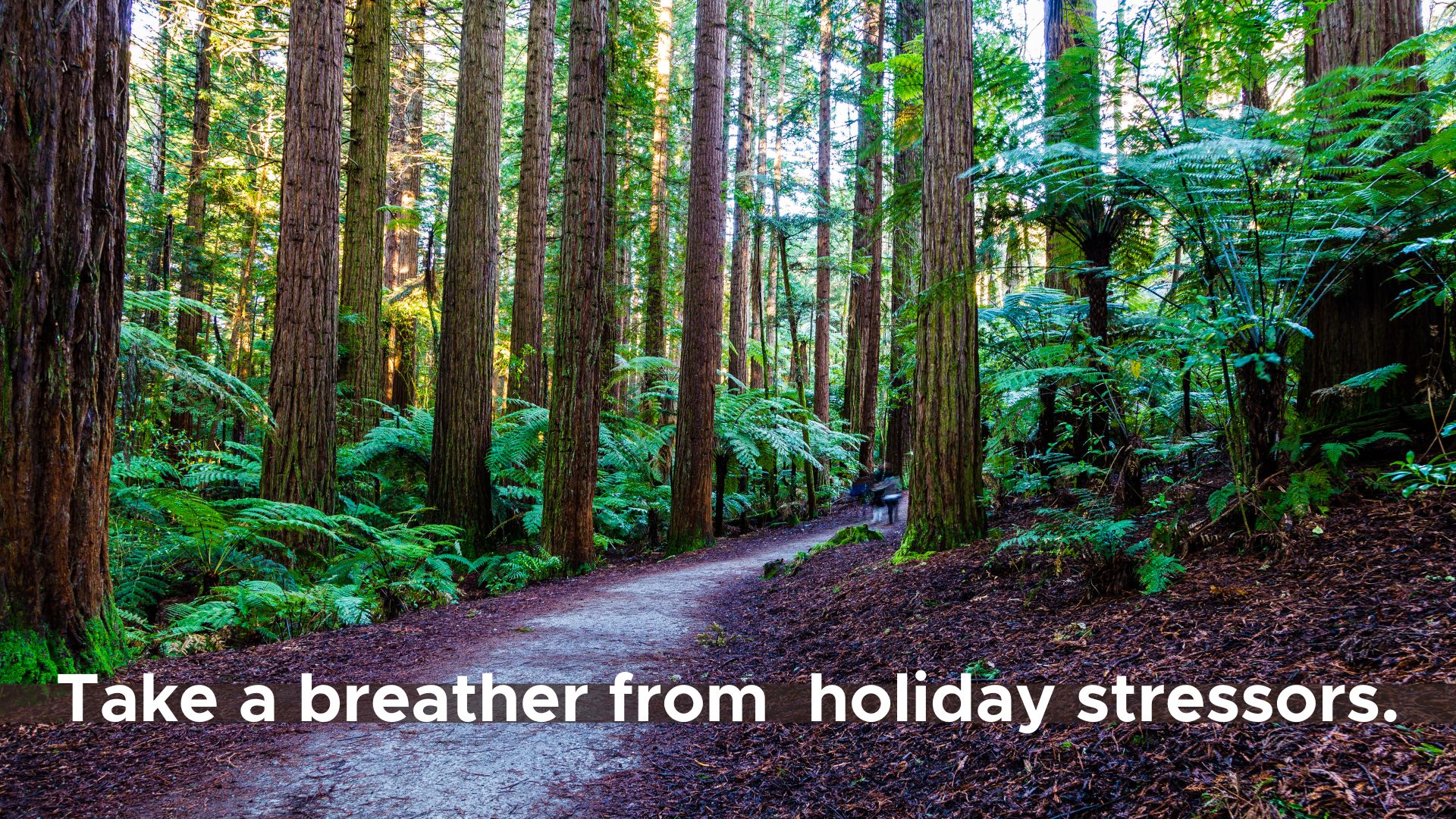 Wet path through a redwood forest